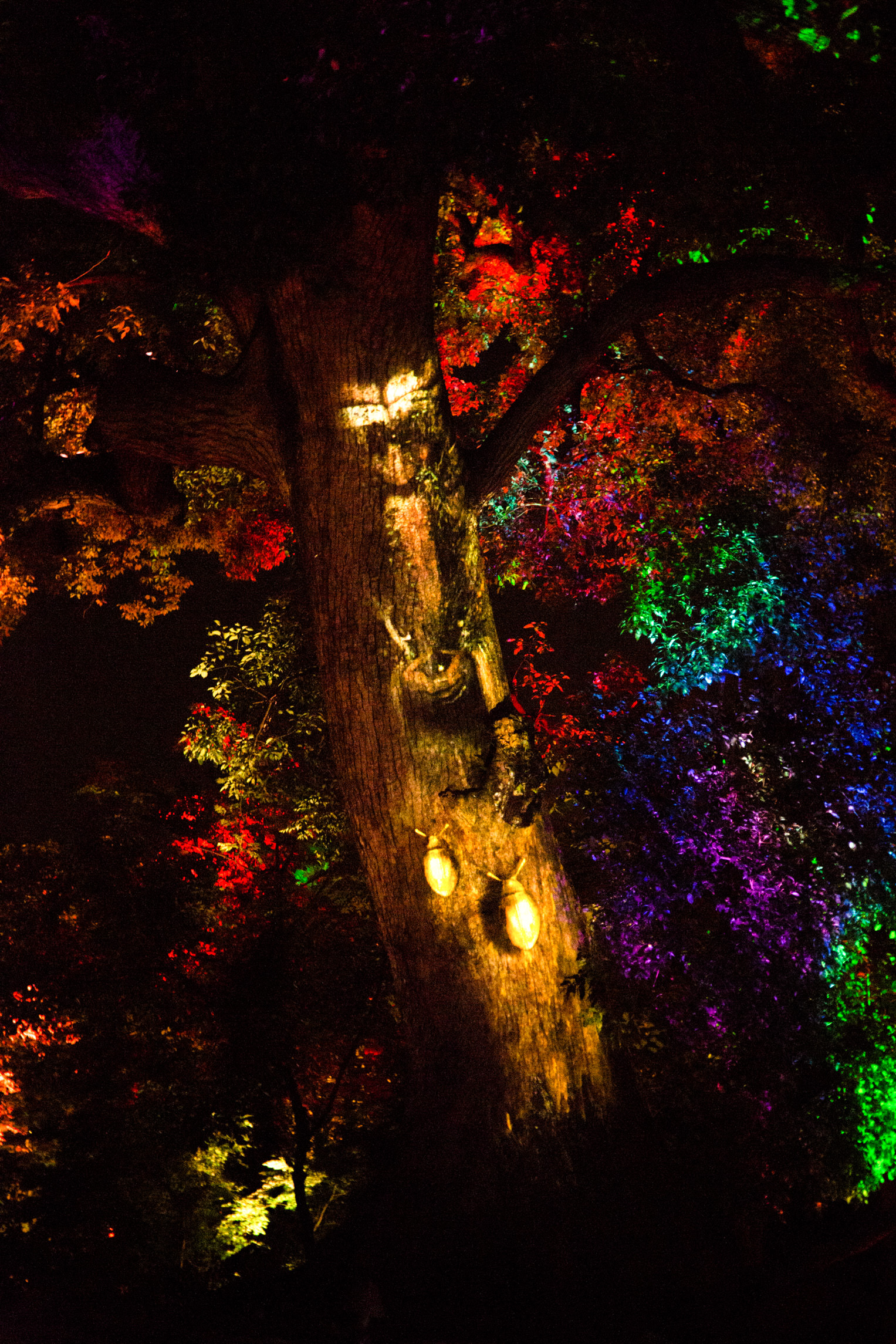 Mystic Tree Show, Songcheng themed park in Hangzhou | Moment Factory