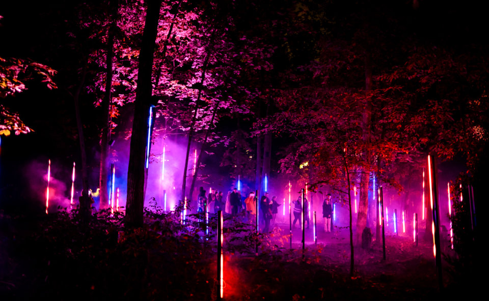 lighting a forest at night